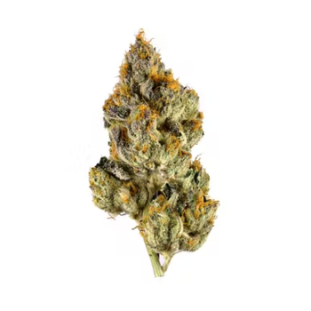 Cherry Fritter (Hybrid)